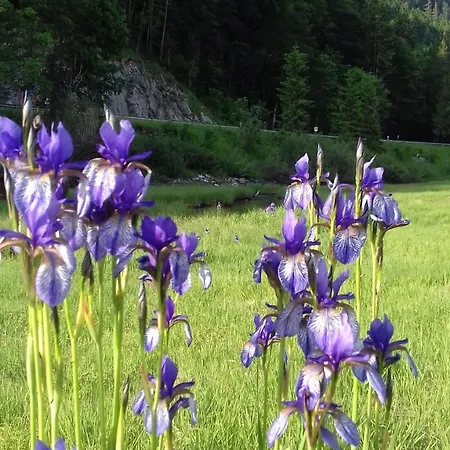 Gaestehaus Bergstueberl Konukevi 4*