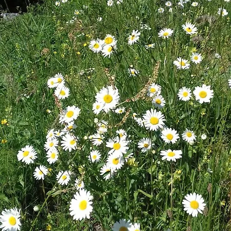 Gaestehaus Bergstueberl ゲストハウス